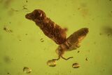 Detailed Fossil Springtail (Collembola) & Coprolite In Baltic Amber #87125-1